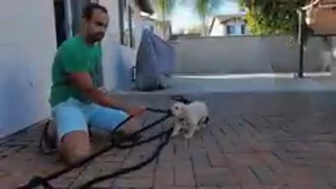 Dog Showing All Training