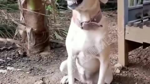 Smiling dog was caught in the act 😃 🐕