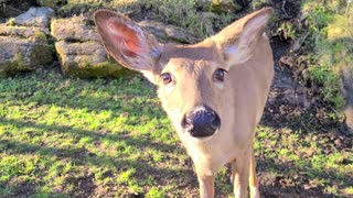 Curious wild deer comes looking for some tasty treats