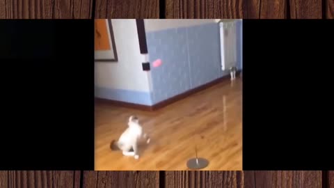 Funny cat and dog compilation