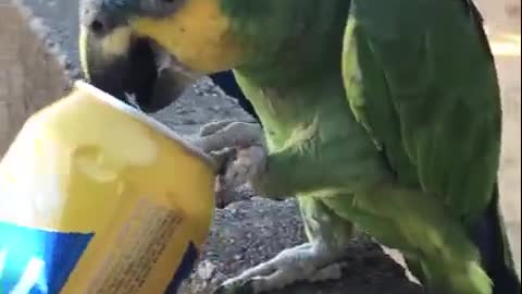 parrot drinking bee