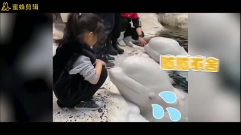 Beluga whale closes eyes and kisses little girl tenderly