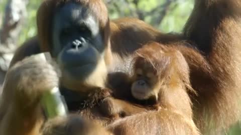 San Diego Zoo's baby orangutan is growing and teething