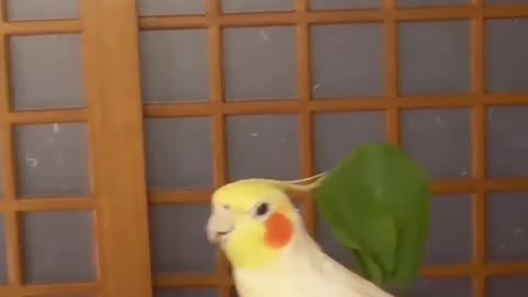 Cockatiel_Best_Singing_and__Talking_Companion_in_the_World_training_video