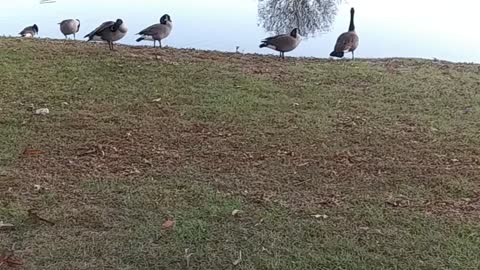 Canadian Geese at the Lake