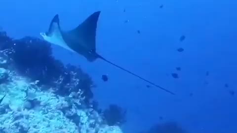 Eagle Rays