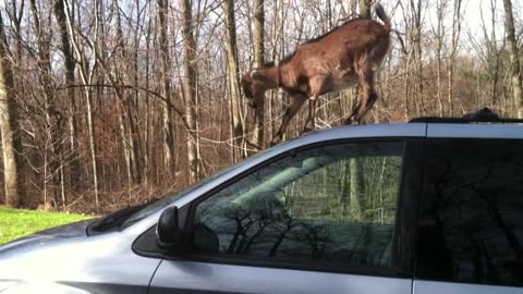 Goat Queen Claims Family’s Minivan As Her Domain