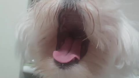 Yawning puppy covered in fur