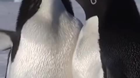 Adélie Penguin Flirting Moment