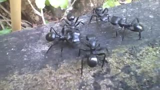 5 cephalotes atratus ants just chatting, rare and exotic! [Nature & Animals]