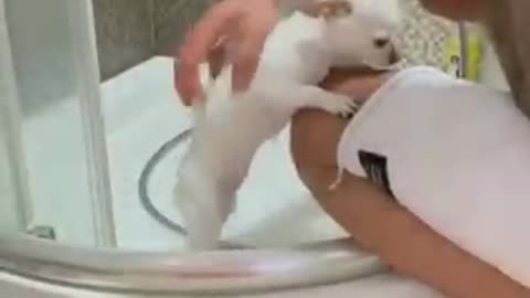 Meet the only dog that like bathing