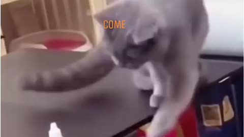 Funny Cat Video / Funny video / Funny Animals