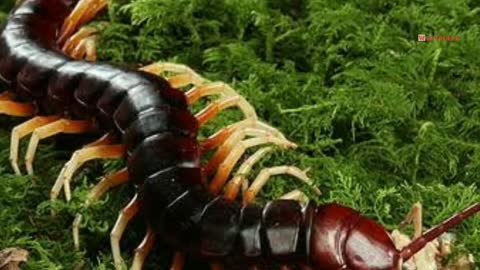 this is the biggest centipede on amazon..//😲