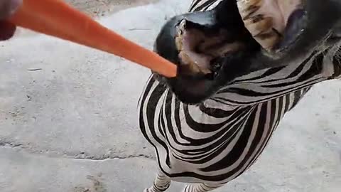 The little zebra is clumsy