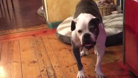 Black and white dog growls and shakes in front of bed