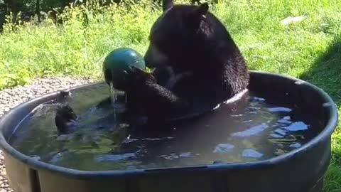 Happy beat in nature with an honorable bath 😍🐻🚿🛁