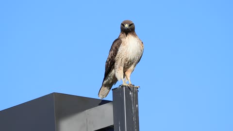 Red Tailed Hawk