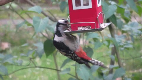 A strange bird with a strange position eats from the house of rice