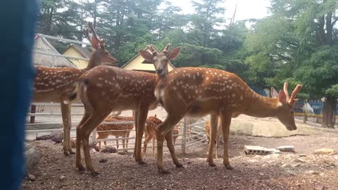 The group of sika deer play together