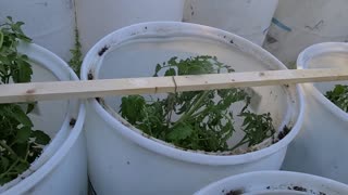 Hoop House Pt. 3 - Tycoon Tomato Plants