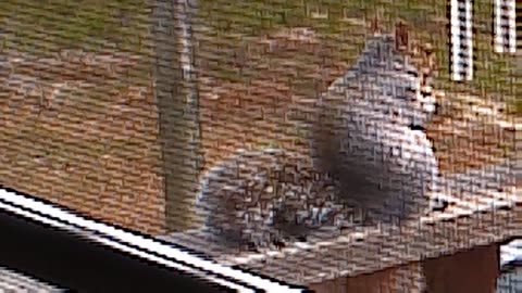 Squirrel enjoying a pine cone on my deck