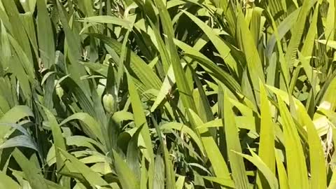 flower with long leaves