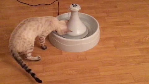 Baby Kitten Snow Bengal Play with Water