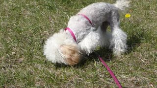 Toy Poodles, Popcorn & Peanut, Spring & their fancy new groom! Rumble worthy!!