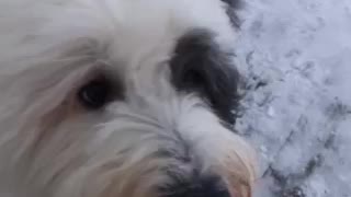 Sheepie enjoying the snow