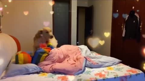 The beby dogs -cute and funny dog video compiation