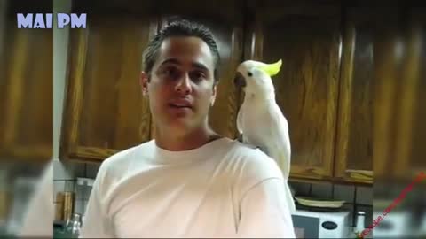 Parrot speak fluently