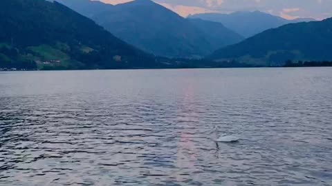 A picturesque background and the swan