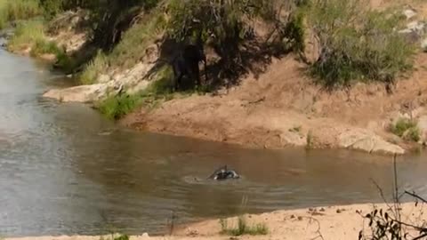 Juguetones elefantes adolescentes se divierten en el río