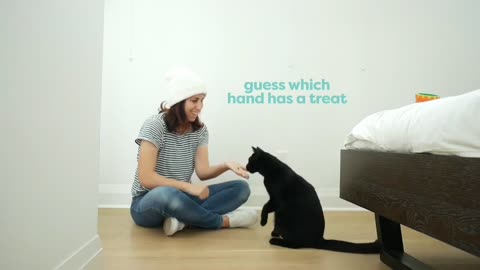 Cat Training Tips