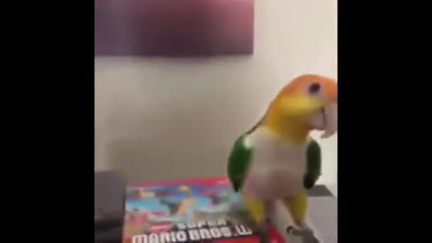 Funny Parrots Videos Compilation cute moment of the animals - Cutest Parrots