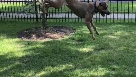 Tan dog jumps high to catch bubbles on the grass