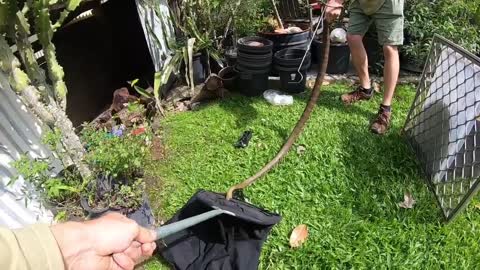 Massive Eastern Brown Snake in a Shed