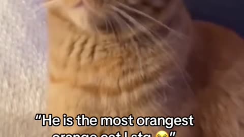 | Orange cat behavior! Funny cat videos