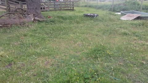 Poppy giving a guinea fowl a run for his money