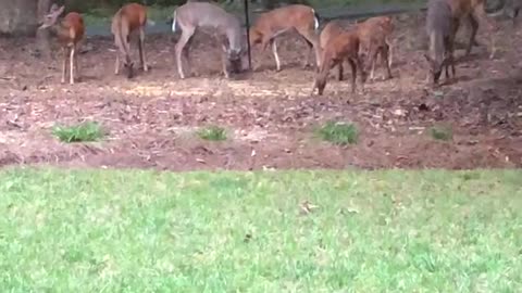 Deer browsing around the house