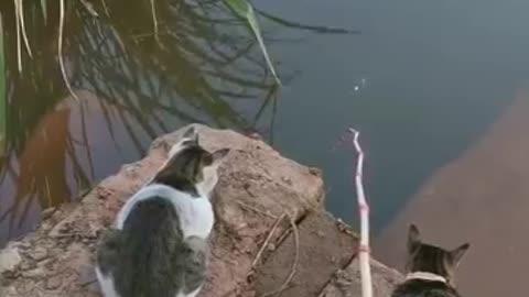 Best fishing video in tiktok