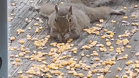 Corn Kernel Jackpot