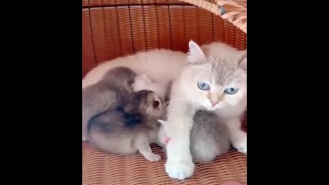 Cute Baby Cats Video - Cute Pets And Funny Animals 2020