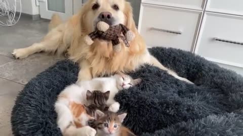 Dog and Cat Mom’s Tender Care For Their Adorable Kitten!