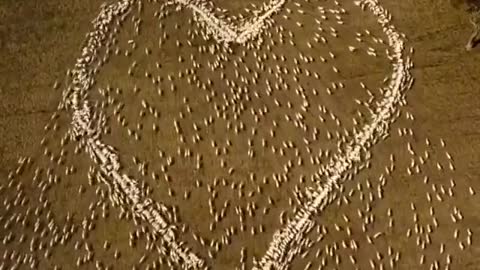 Australia - Why Did A Farmer Get His Sheep To Make A Heart Shape?