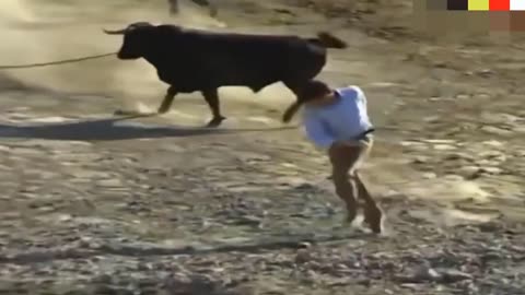 Happy funny divo crazy bull fails