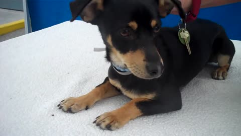 A4956739 Theon | Miniature Pinscher/Dachshund Mix Puppy