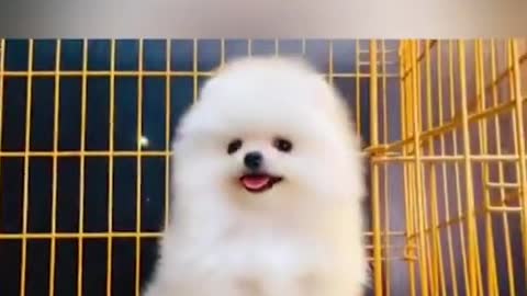 POMERANIAN THE CUTEST DOG EVER- dog compilation 🥰 😍😍