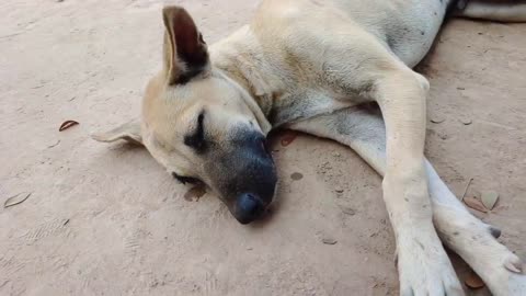 Lemon prank on dog