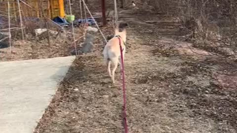 The puppy quietly walking